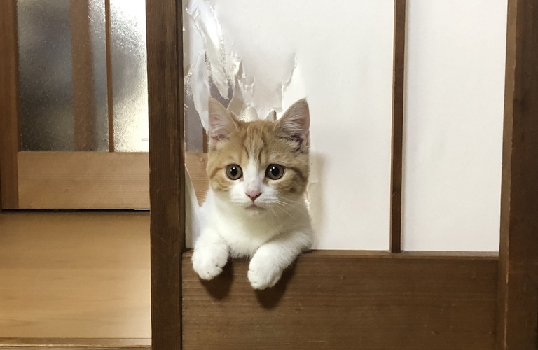 小浜市で障子を張替えるなら迅速な対応｜金沢屋若狭店へ