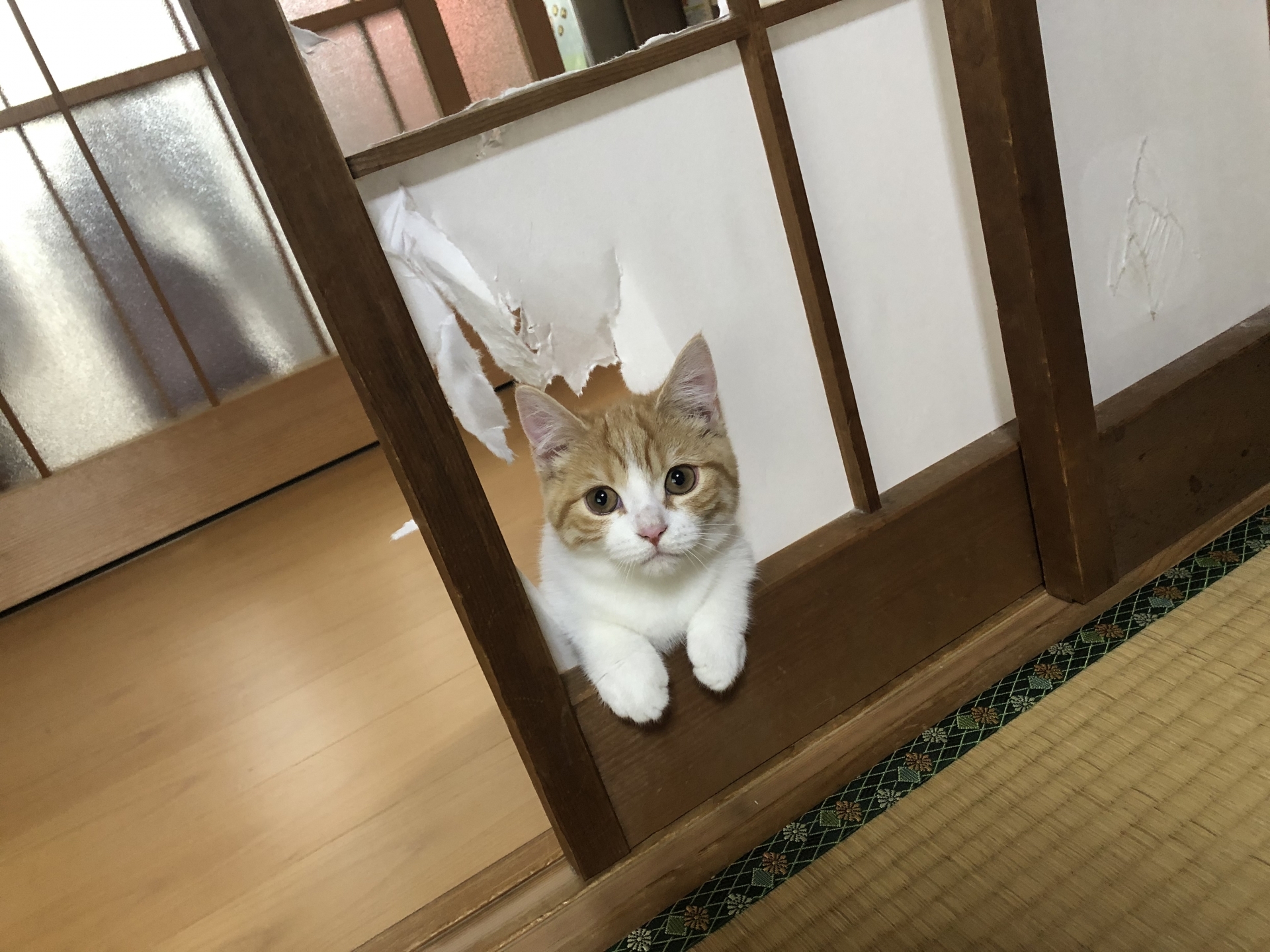 ダウンロード (3)